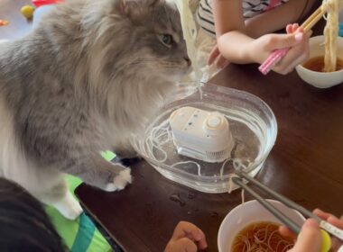 流しそうめんを狙う猫　サイベリアン