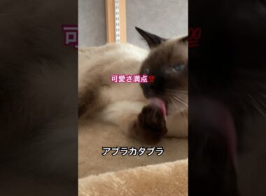 遊びからの毛繕い #猫のいる暮らし