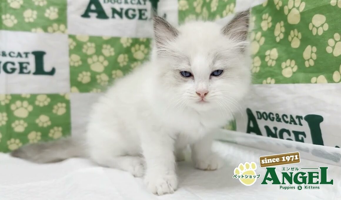 ラグドール 2508129 【ペットショップエンゼル　子犬・子猫販売】