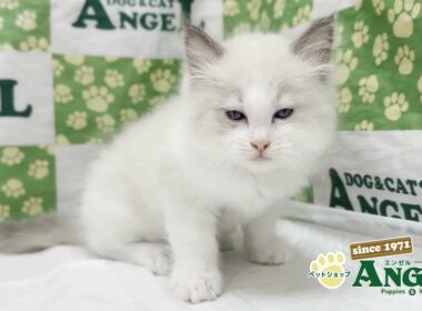ラグドール 2508129 【ペットショップエンゼル　子犬・子猫販売】
