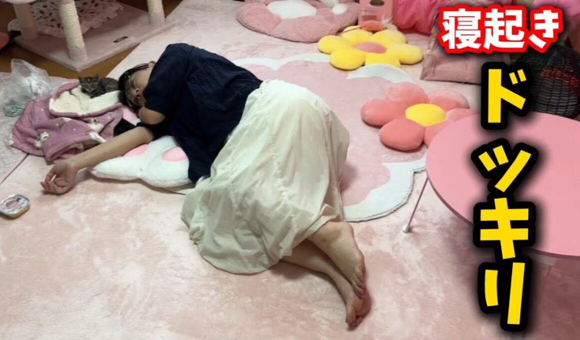 子猫と母ちゃんの寝起きドッキリ！！