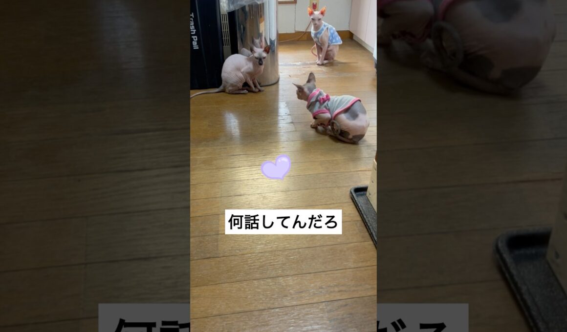 猫語がわかればいいのに#shorts #sphynx #スフィンクス #スフィンクス猫 #猫動画