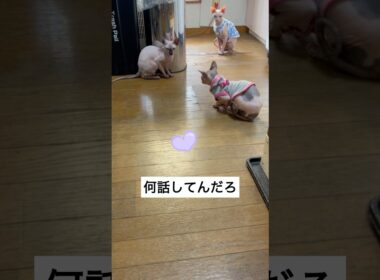 猫語がわかればいいのに#shorts #sphynx #スフィンクス #スフィンクス猫 #猫動画