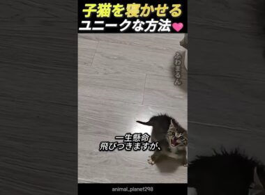 子猫を独特な方法で横にさせる方法
