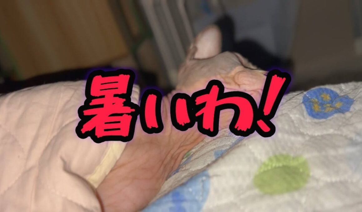 スフィンクス猫と寝るとこうなります#cat #lifewithcats #sphynx #猫