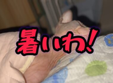 スフィンクス猫と寝るとこうなります#cat #lifewithcats #sphynx #猫