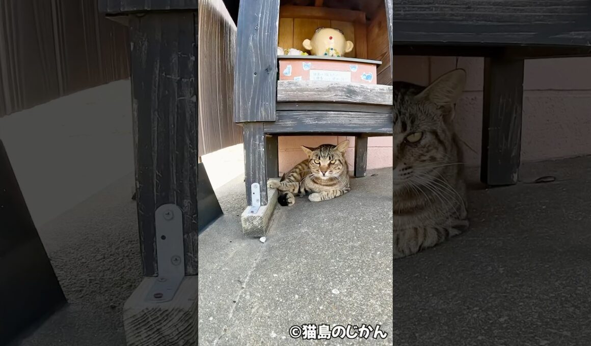 猫地蔵の守護神は厳しい #shorts #猫 #cat #cats
