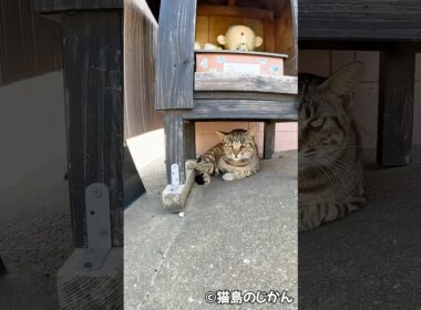 猫地蔵の守護神は厳しい #shorts #猫 #cat #cats