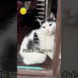 この猫、一体何者？プロの営業活動に完全に敗北しました