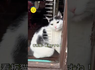 この猫、一体何者？プロの営業活動に完全に敗北しました