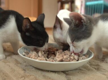 子猫たちに初めて手作りご飯をあげてみたら…