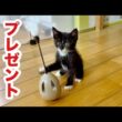 お祝いおもちゃプレゼントもらった保護子猫はこうなりましたw