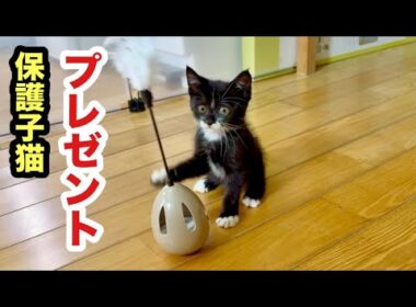 お祝いおもちゃプレゼントもらった保護子猫はこうなりましたw