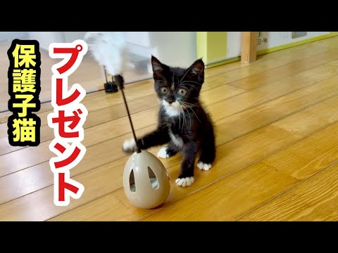 お祝いおもちゃプレゼントもらった保護子猫はこうなりましたw