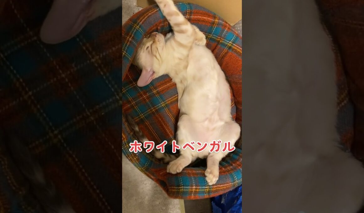 【子猫動画】ホワイトベンガル　生後4ヶ月！　私の一番かわいいところ　ベンガル猫　ネコ　ねこ　#bengalcat #cat #ベンガル #ベンガル猫 #ベンガル子猫 #子猫 #bengal #猫