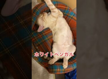 【子猫動画】ホワイトベンガル　生後4ヶ月！　私の一番かわいいところ　ベンガル猫　ネコ　ねこ　#bengalcat #cat #ベンガル #ベンガル猫 #ベンガル子猫 #子猫 #bengal #猫