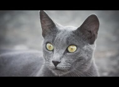 ロシアンブルーを飼うべきではない10の衝撃的な理由！🐱❌