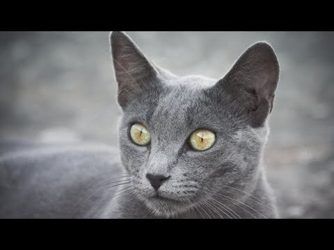 ロシアンブルーを飼うべきではない10の衝撃的な理由！🐱❌