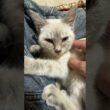 シャム猫の子ネコ雫ちゃん、主の膝で、なでなで。仕草、メチャかわ