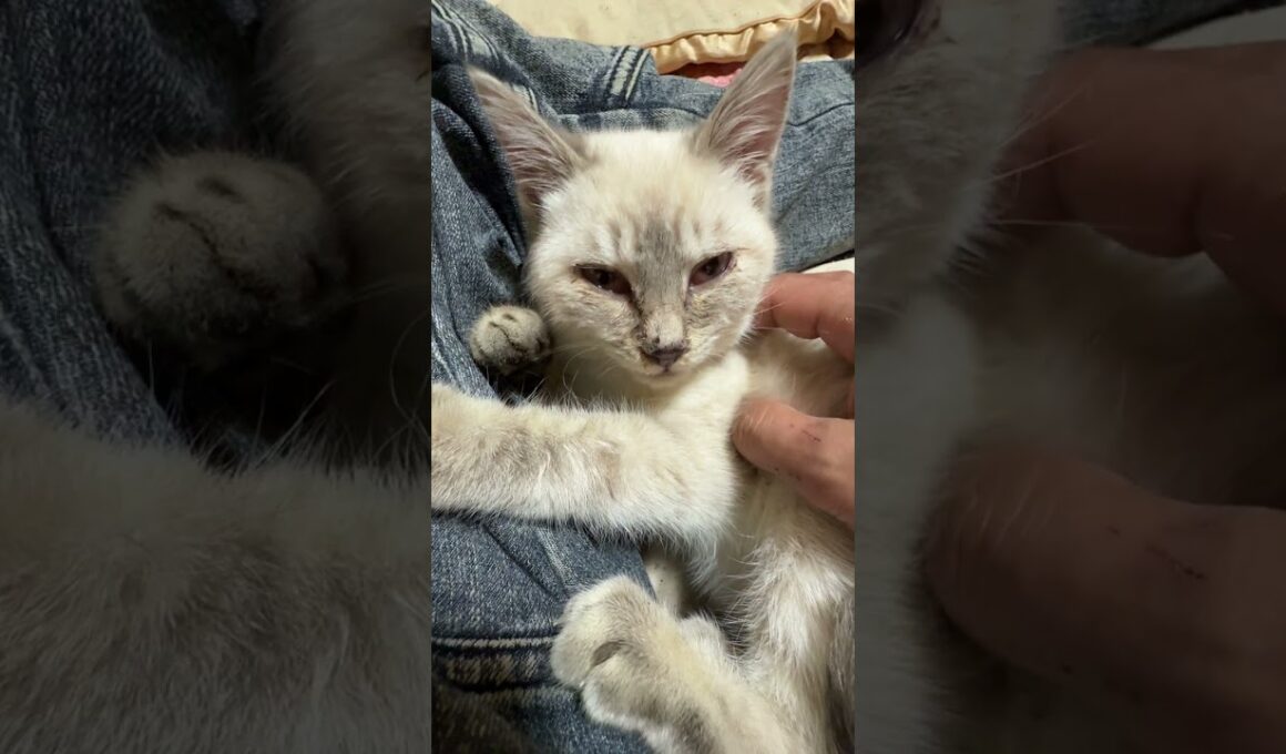 シャム猫の子ネコ雫ちゃん、主の膝で、なでなで。仕草、メチャかわ