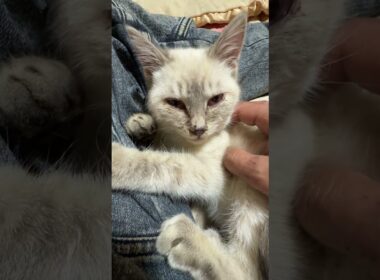 シャム猫の子ネコ雫ちゃん、主の膝で、なでなで。仕草、メチャかわ