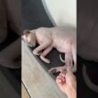 毛のない猫の可愛いおへそ【スフィンクス】