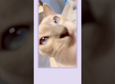 【トンキニーズ】ジャンプ抱っこしておねだりしてくる甘えん坊猫が可愛すぎました🐱💖Jumping kitty, too cute!  #猫 #ジャンプ抱っこ #ショート動画