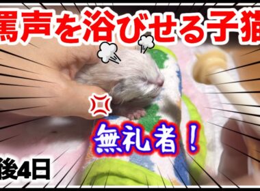 泣き叫び罵倒を浴びせる赤ちゃん子猫にミルクを飲ませるのは至難の業【子猫生後4日】
