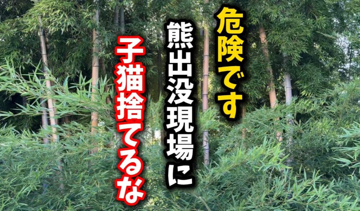 前日に熊が出没した河原に捨てられた子猫を保護しました