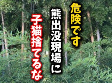 前日に熊が出没した河原に捨てられた子猫を保護しました