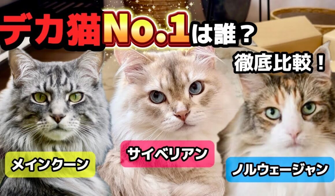 【徹底比較】大型猫No.1は？サイベリアン／メインクーン／ノルウェージャンの違い