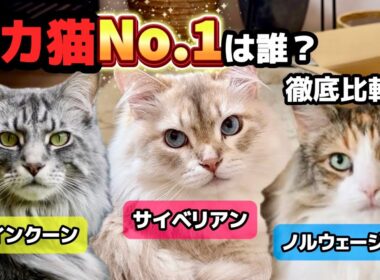 【徹底比較】大型猫No.1は？サイベリアン／メインクーン／ノルウェージャンの違い