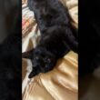 キジシロのルルのお尻に顔を乗せるシャム猫の子ネコ雫。そばで、変な恰好で寝る黒猫くー
