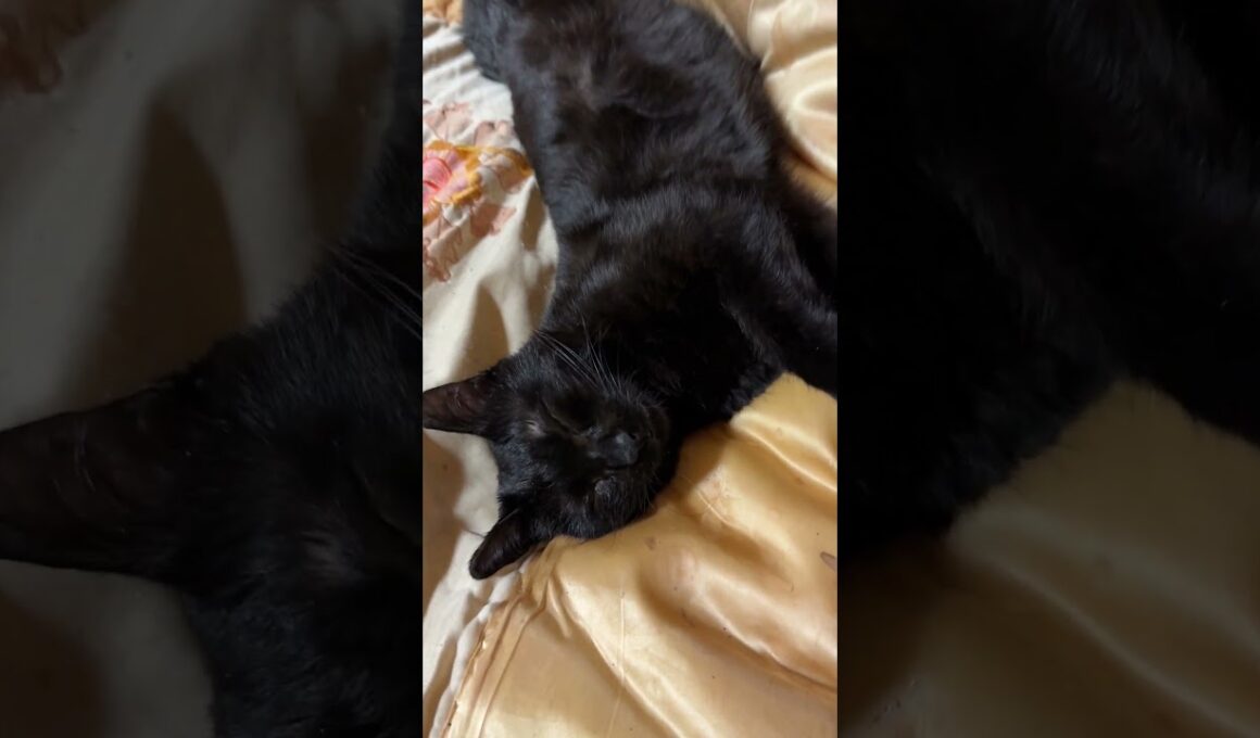 キジシロのルルのお尻に顔を乗せるシャム猫の子ネコ雫。そばで、変な恰好で寝る黒猫くー