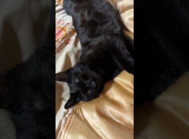 キジシロのルルのお尻に顔を乗せるシャム猫の子ネコ雫。そばで、変な恰好で寝る黒猫くー