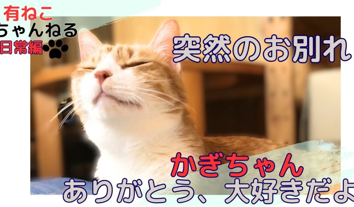 【かぎお別れ】病気治療中のかぎちゃんが虹の橋を渡りました  #cats #protectioncat #lovecats