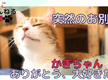 【かぎお別れ】病気治療中のかぎちゃんが虹の橋を渡りました  #cats #protectioncat #lovecats