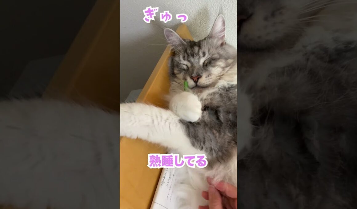 鉛筆を抱きしめて爆睡する大型猫#メインクーン#shorts
