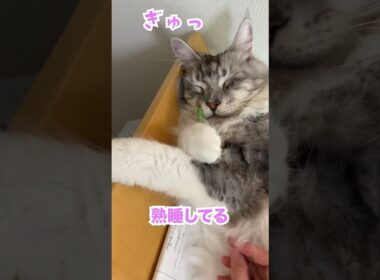 鉛筆を抱きしめて爆睡する大型猫#メインクーン#shorts