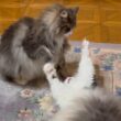 【仲良し♡】微笑ましい兄弟バトルの開幕〜wwwノルウェージャンフォレストキャット