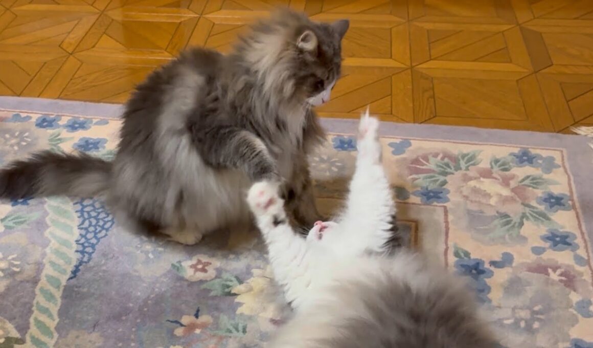 【仲良し♡】微笑ましい兄弟バトルの開幕〜wwwノルウェージャンフォレストキャット
