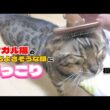 【ベンガル猫】ブラッシング中の気持ちよさそうな顔にほっこり☺️