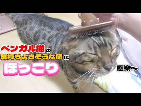 【ベンガル猫】ブラッシング中の気持ちよさそうな顔にほっこり☺️