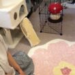 保護シェルターが子猫で渋滞してます