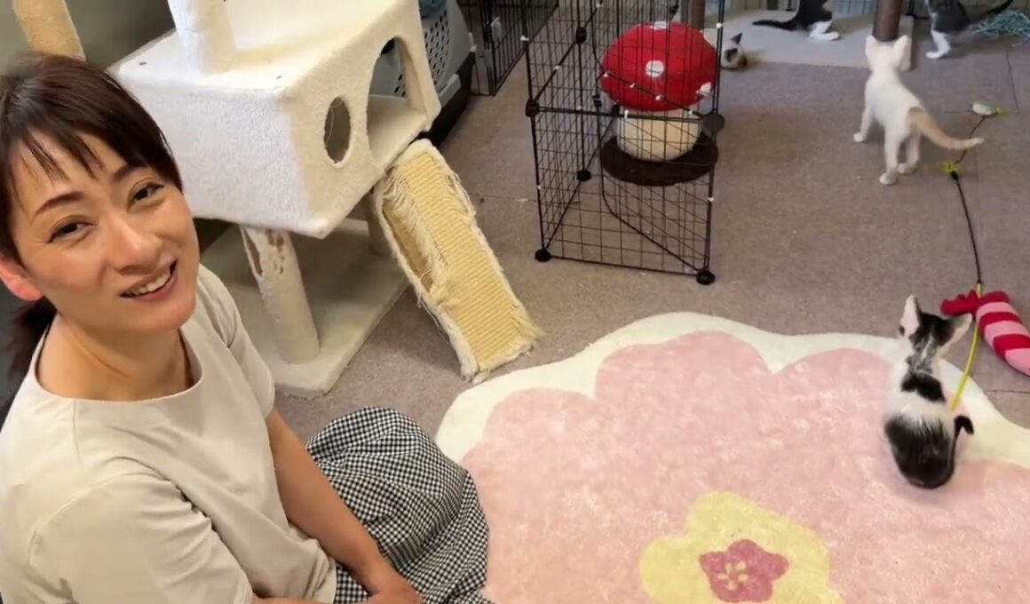 保護シェルターが子猫で渋滞してます