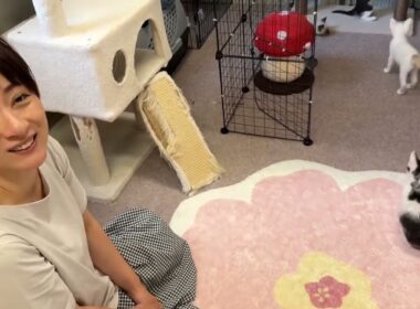 保護シェルターが子猫で渋滞してます