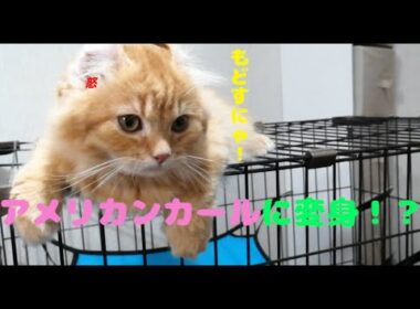 アメリカンカールにしたら可愛さ倍増だと思ったら耳毛倍増だった子猫