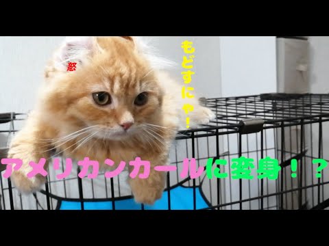 アメリカンカールにしたら可愛さ倍増だと思ったら耳毛倍増だった子猫
