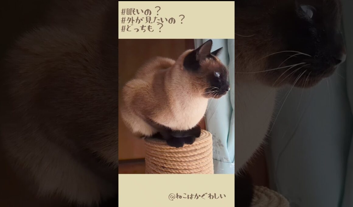 眠さとニャルソックの狭間ショートVer #cat #shorts