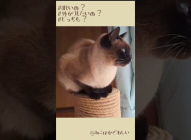 眠さとニャルソックの狭間ショートVer #cat #shorts